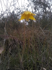 Calochortus barbatus