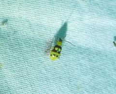 Paranapiacaba connexa