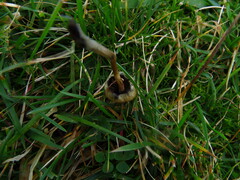 Psilocybe semilanceata