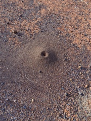 Myrmophyma