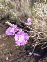 Agalinis peduncularis