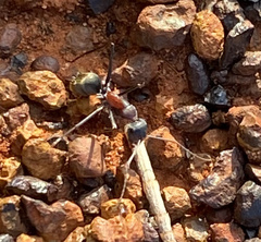 Myrmophyma