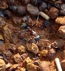 Myrmophyma