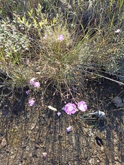 Agalinis peduncularis