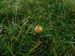 Psilocybe semilanceata