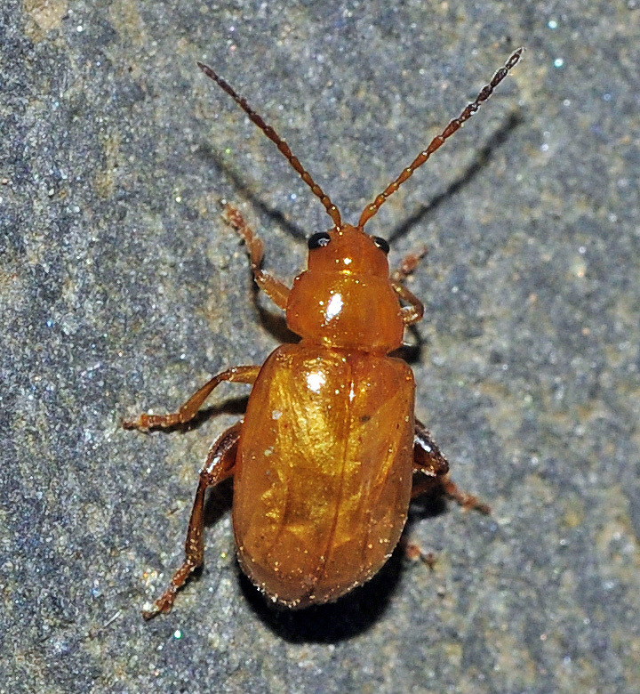 Aphthona illigeri