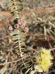 Eucalyptus kruseana