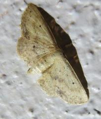 Scopula aemulata