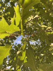 Quercus shumardii