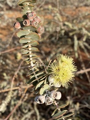 Eucalyptus kruseana