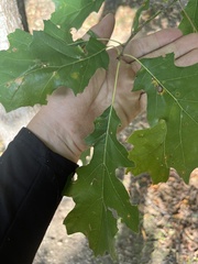 Quercus shumardii