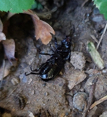 Abax parallelepipedus