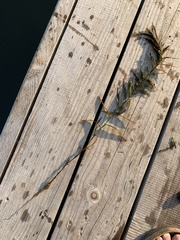 Potamogeton robbinsii