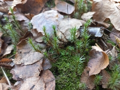 Polytrichum strictum