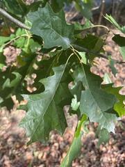 Quercus shumardii