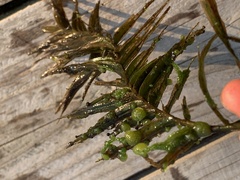 Potamogeton robbinsii