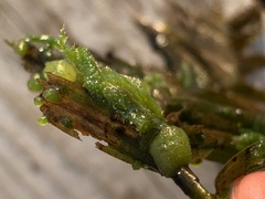 Potamogeton robbinsii