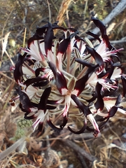 Pelargonium auritum auritum