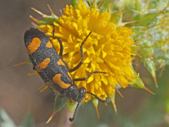 Ceroctis capensis
