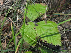 Rubus saxatilis