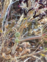 Pelargonium auritum auritum