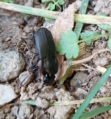 Abax parallelepipedus