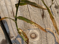 Potamogeton robbinsii