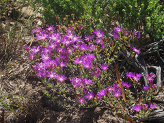 Lampranthus emarginatus