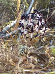 Pelargonium auritum auritum