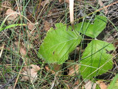 Rubus saxatilis