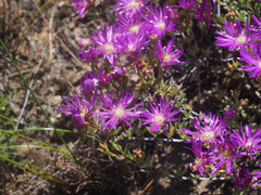 Lampranthus emarginatus
