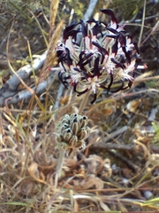 Pelargonium auritum auritum