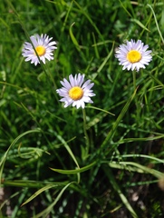 Erigeron algidus