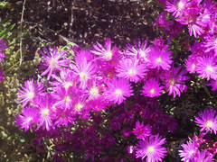 Lampranthus emarginatus