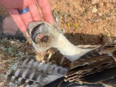 Polemaetus bellicosus