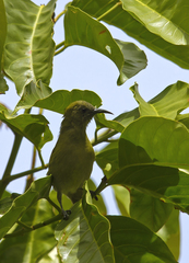 Lichmera lombokia