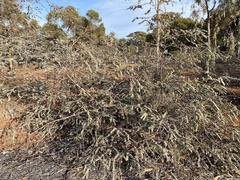 Eucalyptus kruseana
