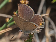 Eicochrysops messapus messapus