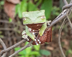 Phyllomedusa burmeisteri