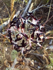 Pelargonium auritum auritum