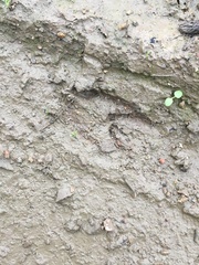 Capreolus capreolus