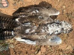 Polemaetus bellicosus