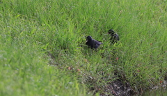 Acridotheres cristatellus