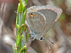 Eicochrysops messapus messapus
