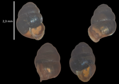 Vertigo moulinsiana