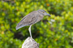 Nyctanassa violacea pauper