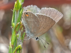 Eicochrysops messapus messapus