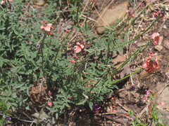 Indigofera complanata