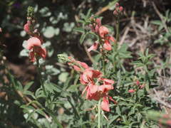 Indigofera complanata