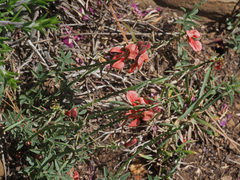 Indigofera complanata
